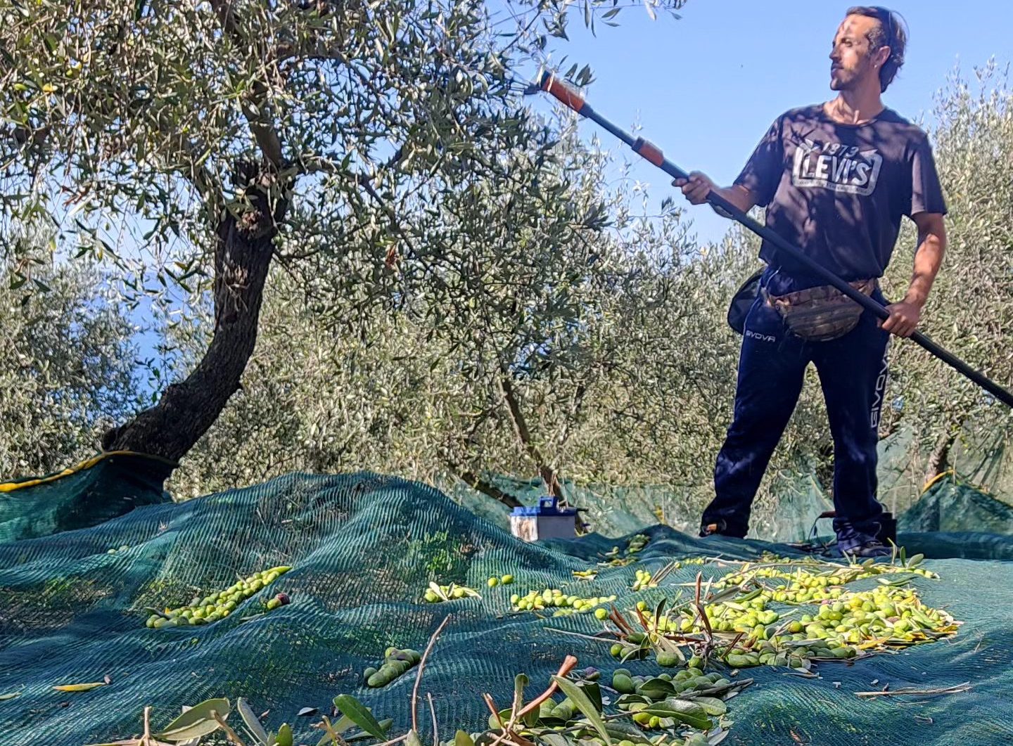 La Cooperativa agricola Isola di Borgonovo si occupa di salvare sia noccioleti che uliveti