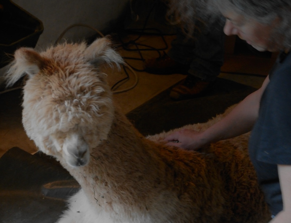 Allpachu è l'allevamento di Alpaca che si trova a Castiglione Chiavarese