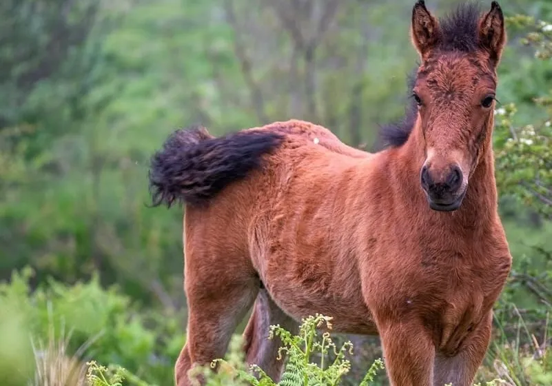 I cavalli selvaggi della Val d'Aveto sono una attrazione ma anche un problema