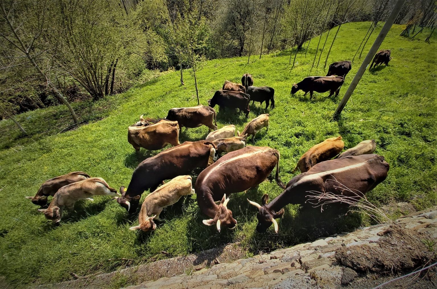 La mucca Cabannina è una razza autoctona ligure