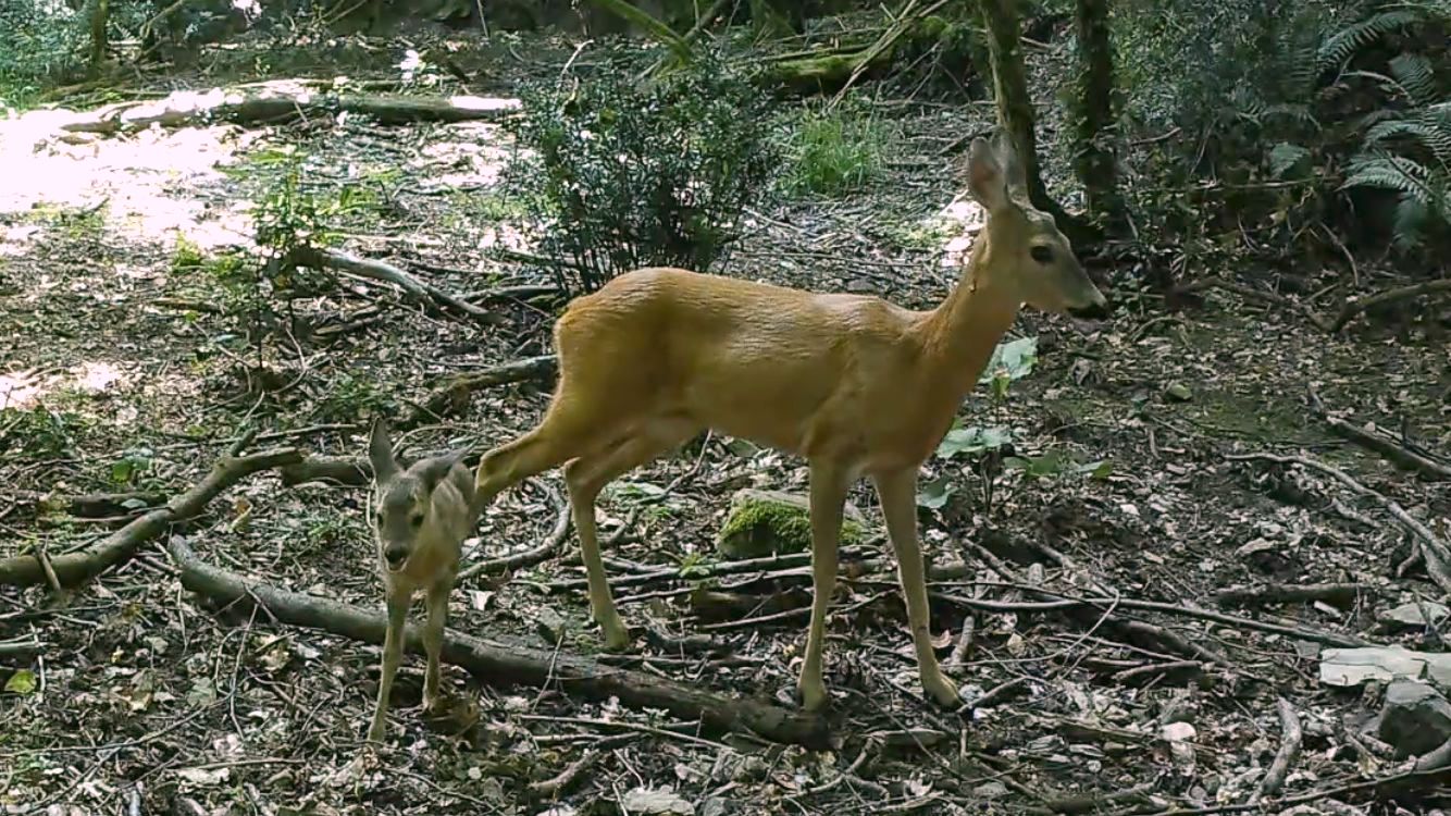 La fauna ligure di cui è ricco anche il Levante è molto varia e ricca di sorprese