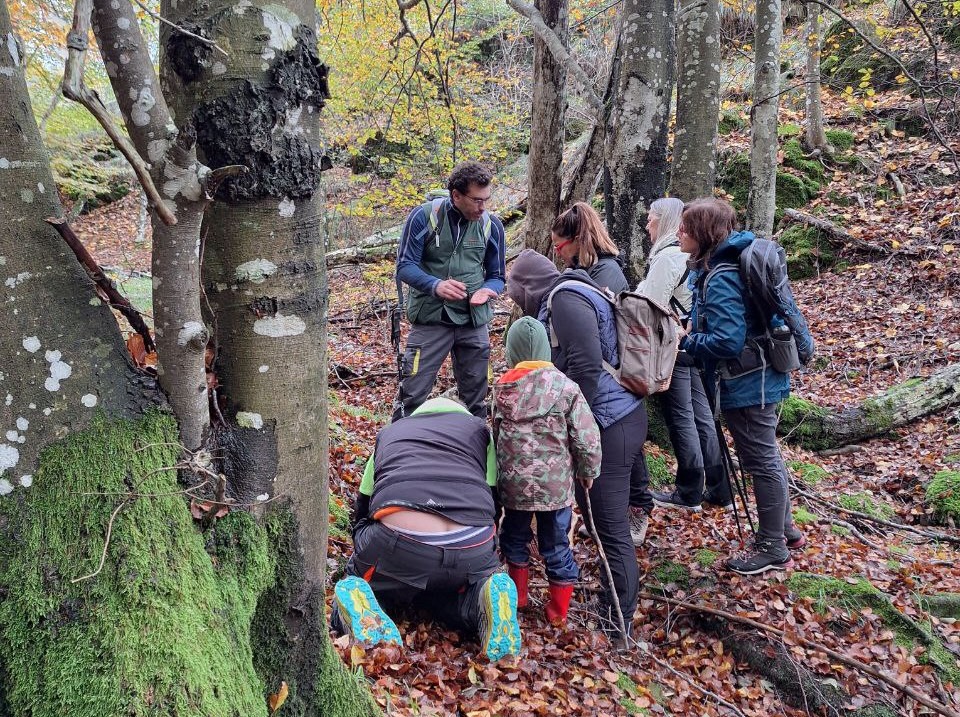 Il Consorzio del Parco dell'Aveto organizza la raccolta dei funghi insieme al micologo