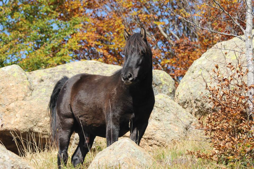 I cavalli della Val d'Aveto sono da sempre una attrazione del territorio
