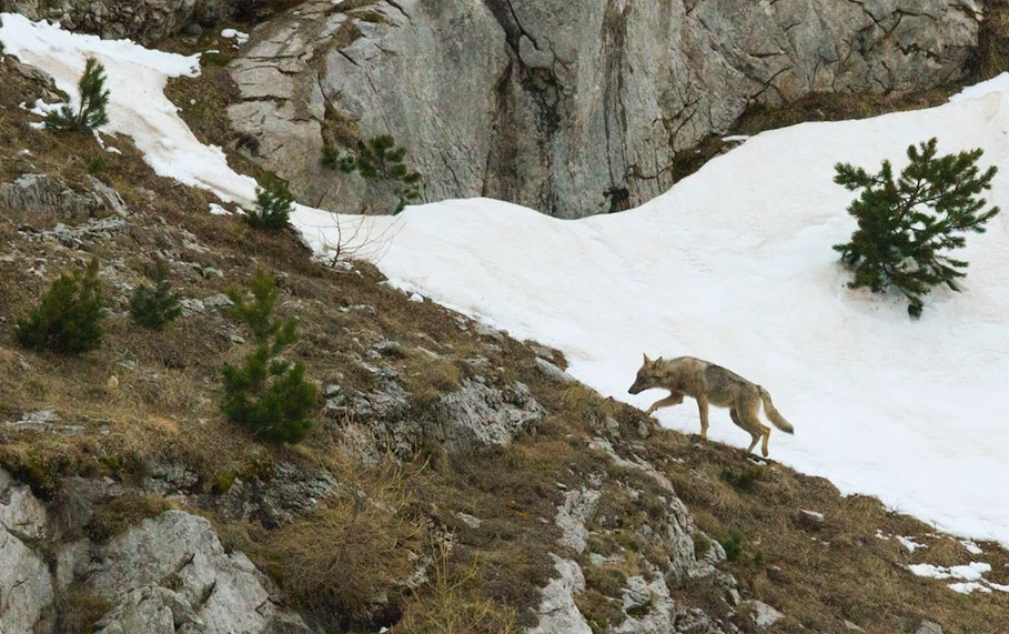 La fotografia di un lupo scattata dal fotografo Paolo Rossi