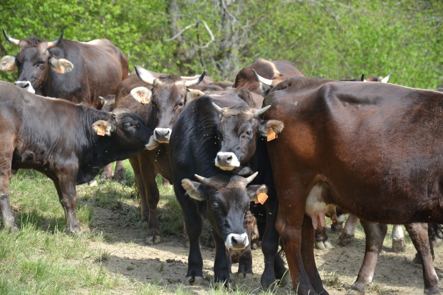 Cercasi allevatori che abbiano la volontà di dedicarsi alla mucca Cabannina