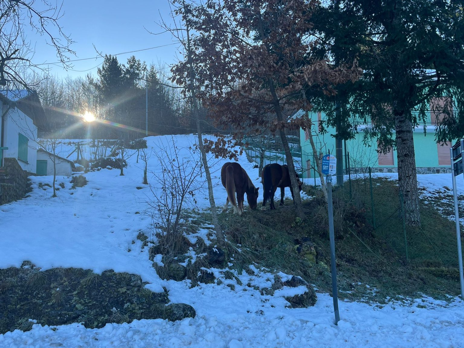 I cavalli selvaggi qui fotografati al bivio di Villarocca