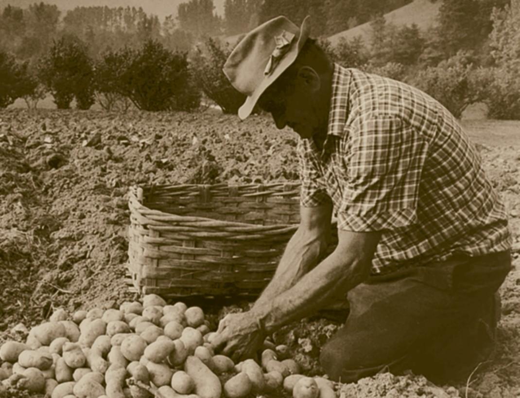 La fondazione del Comizio Agrario obbedì anche allo scopo di analizzare l’intero complesso dell’economia agricola del chiavarese