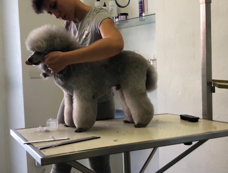 Dog Design di Eleonora Azzini è un vero punto di riferimento a Sestri Levante e non solo