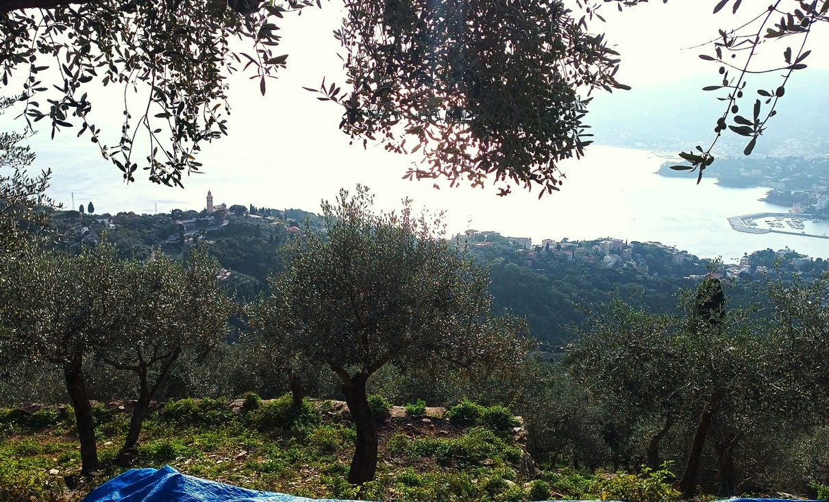 L'uliveto di Emiliano Mozzi sulle colline di Zoagli