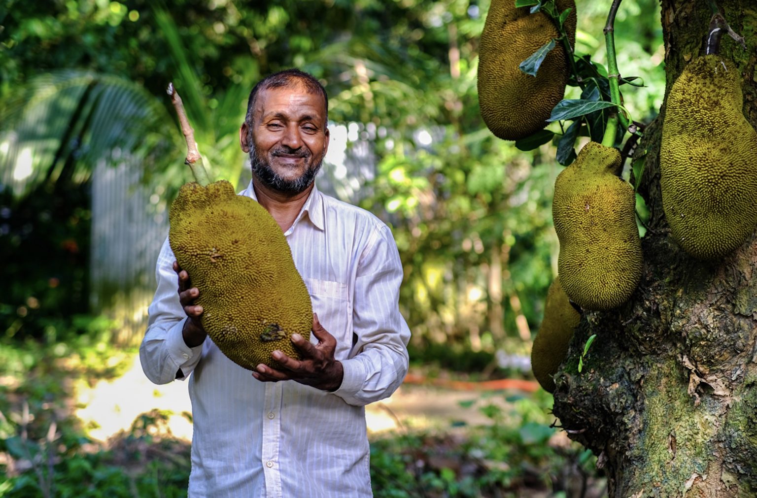 Il Jackfruit: frutto dalle dimensioni gigantesche, ricco di fibre e sali minerali
