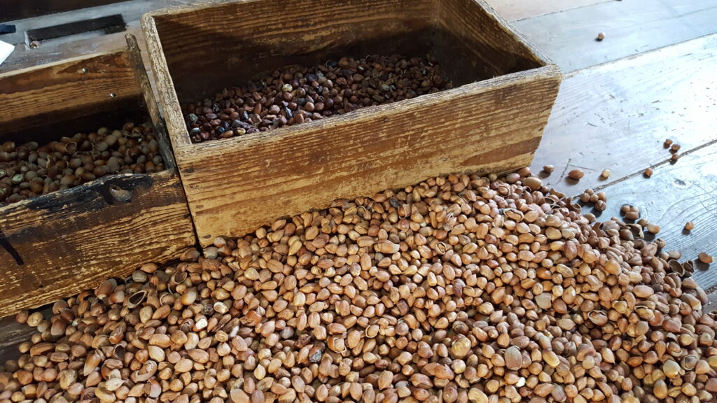 La nocciola misto Chiavari protagonista di iniziative anche nel 2025