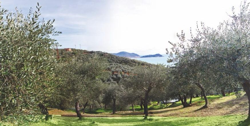 L'oliva prodotta da secoli nel territorio del Circondario di Chiavari, la Lavagnina