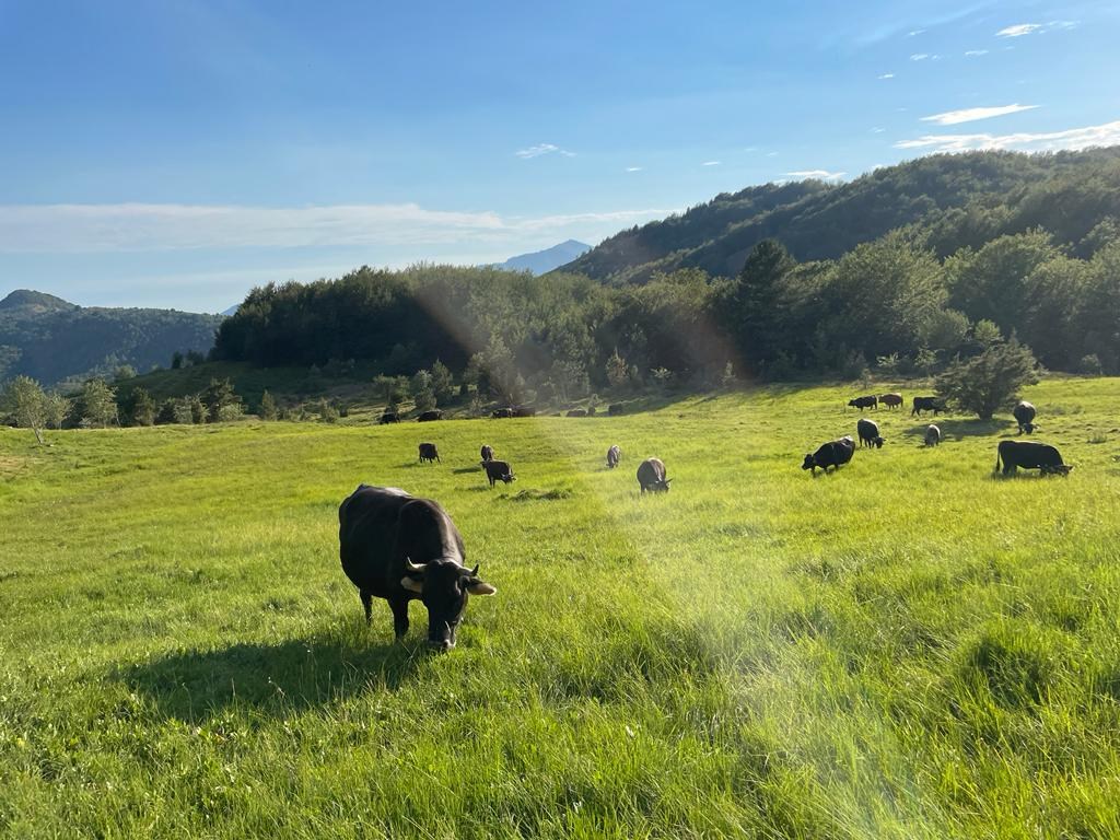 La Mucca Cabannina è una razza tipicamente ligure
