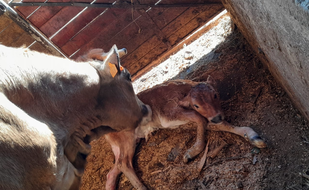 La Fiera del Bestiame ritorna a Uscio con alcune novità