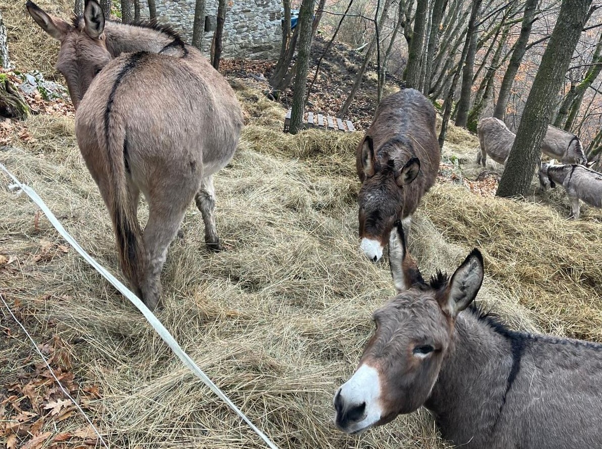 ‘Muletti a Secco’, un invito a rallentare e a entrare in ascolto del respiro profondo del Parco Naturale dell’Aveto