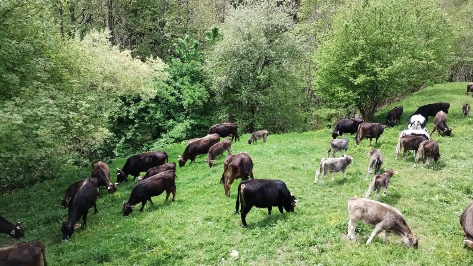 La transumanza della mucca cabannina è tornata ad animare la Val d'Aveto
