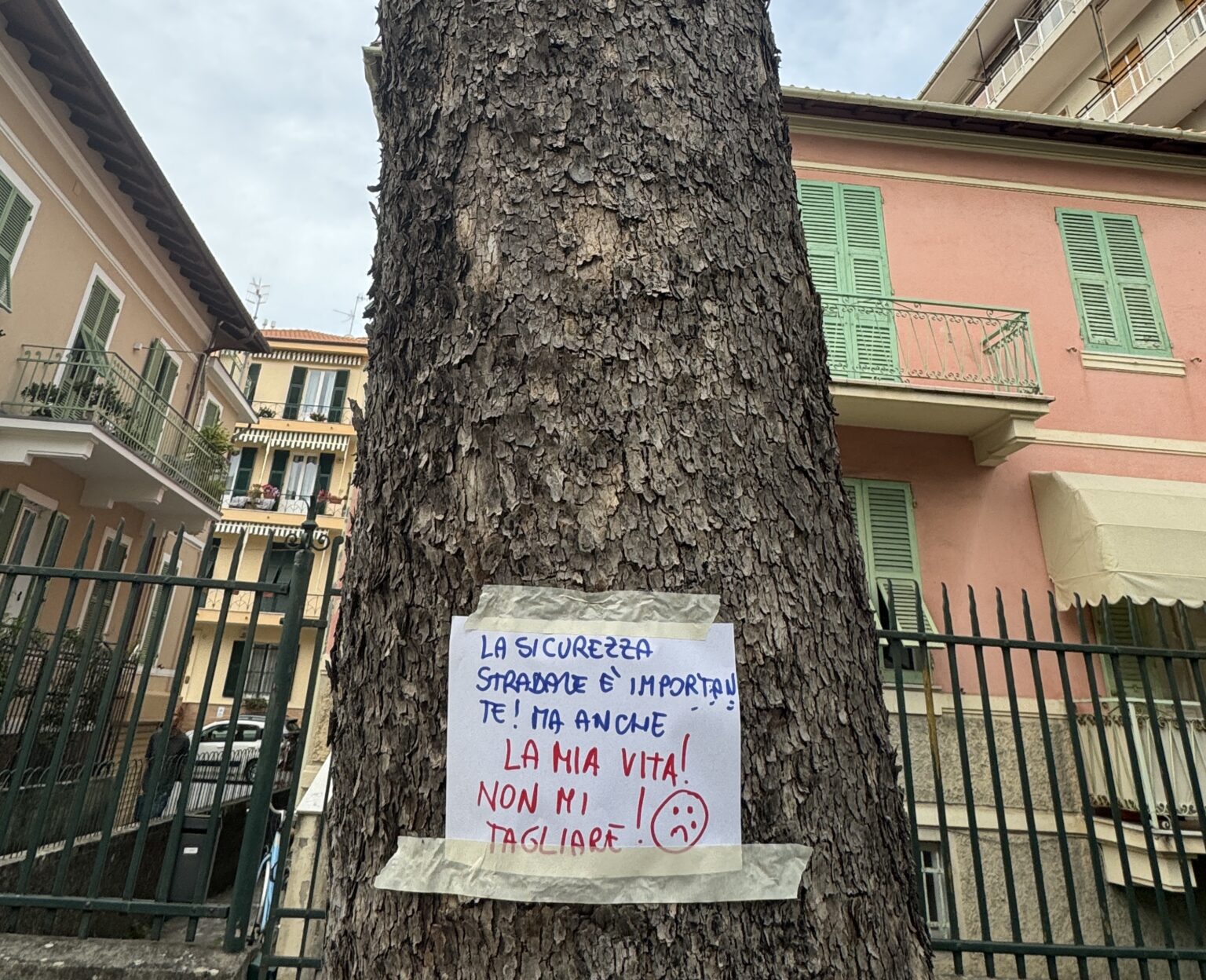 Quindici platani in corso Buenos Aires sono stati classificati come malati. Ma è scontro in città sul loro destino
