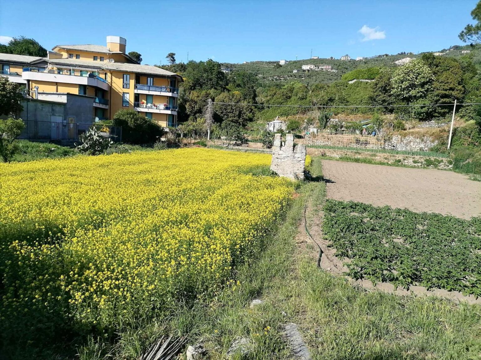 Lavagna è famosa per i suoi orti e le relative colture