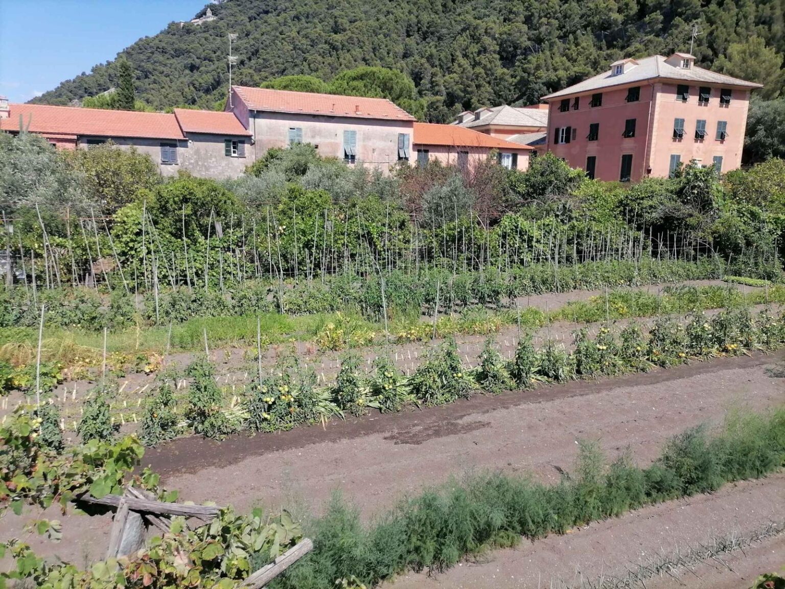 L'orto del Torriglia è uno degli ultimi presidi di un paesaggio che caratterizzava l’intera piana dell’Entella