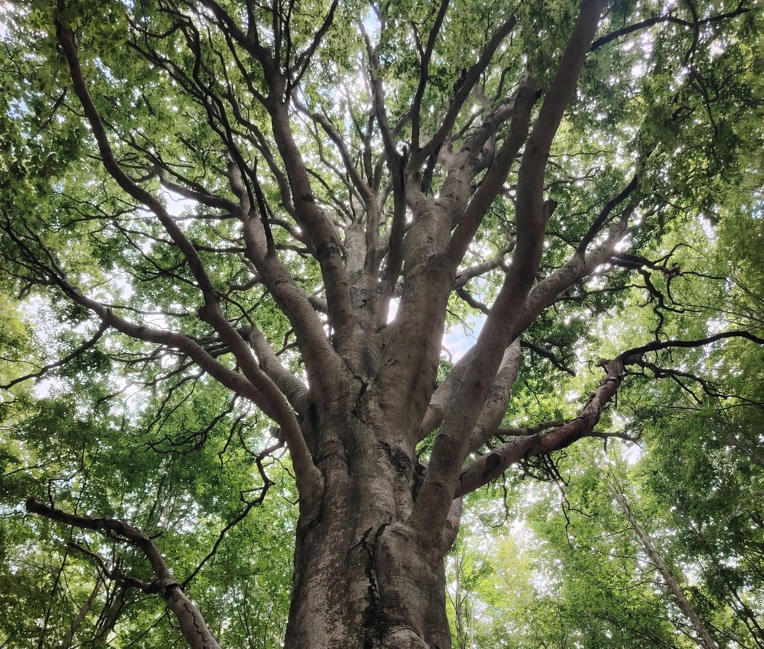 Il Re della Foresta, albero iconico della Val d'Aveto, raggiungibile dal Lago delle Lame