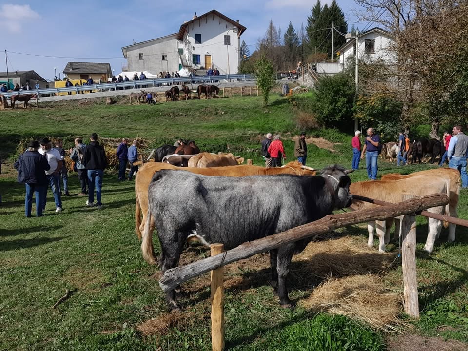 A Priosa il 12 ottobre ecco l'edizione 2026 della Fiera del Bestiame